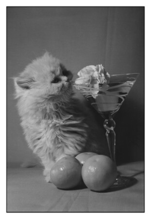 Помощника звали?