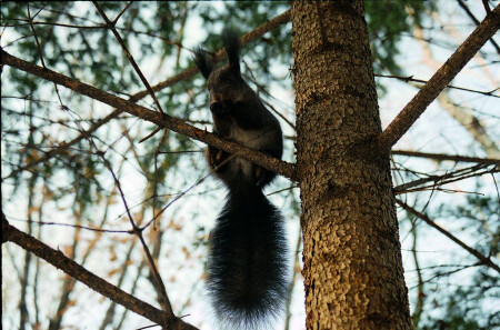 Белочка, просто белочка ...
