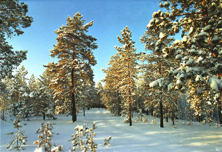 Спящая дорога