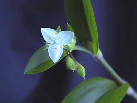 Первое утро