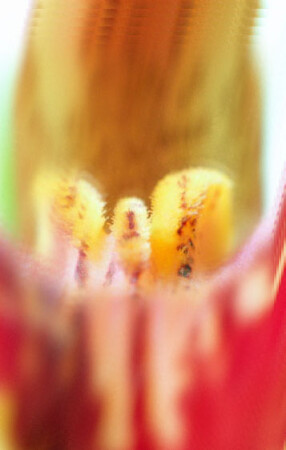 Без названия IV