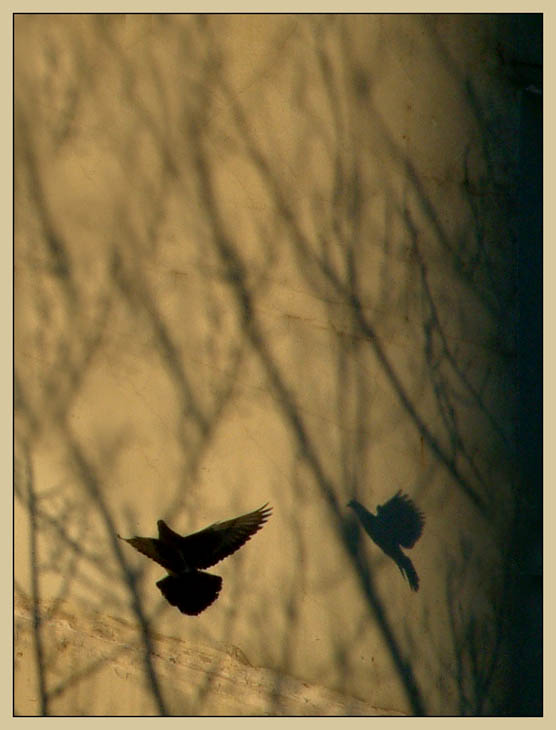 just a bird
