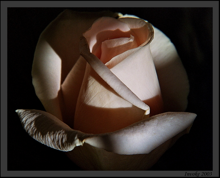 Night Rose
