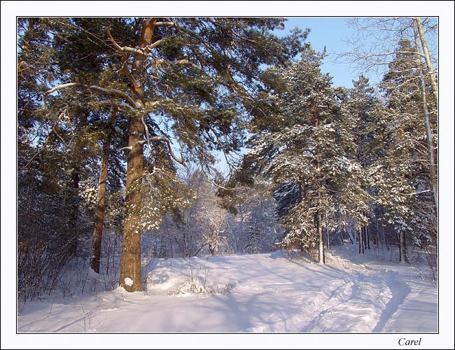 Дорога через бор