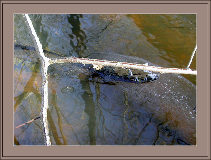 вода_4 (отражения)