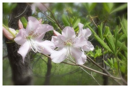 Цветы горного леса