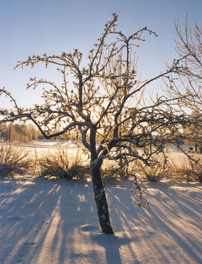 Solnyshko