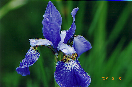 Цветок для любимой