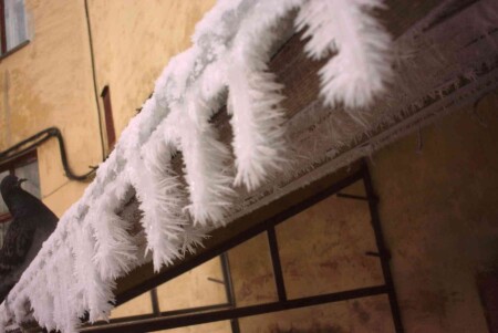 Пушистые сасульки