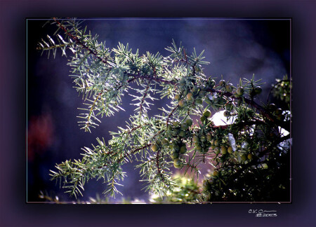 METAMORPHOSES