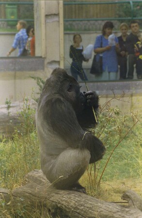 кто из нас в зоопарке
