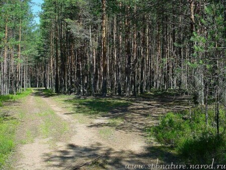 лесные дороги
