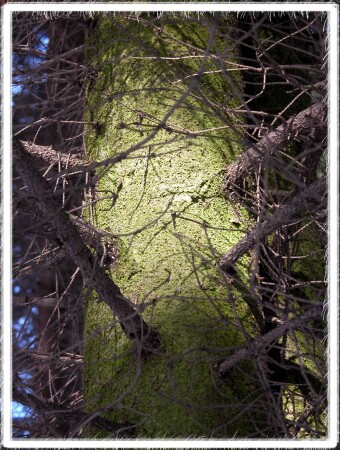 северная сторона