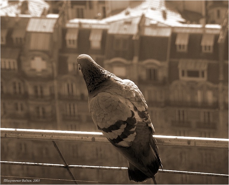 Paris mon amour. Голубь