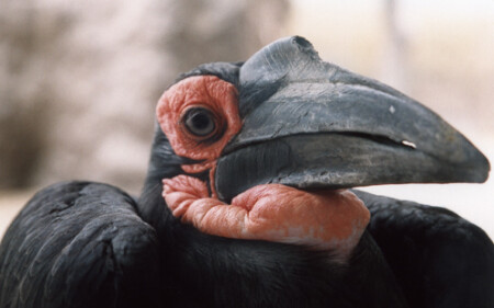 Грустный ворон