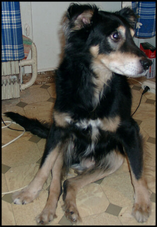 Прощай дружище...