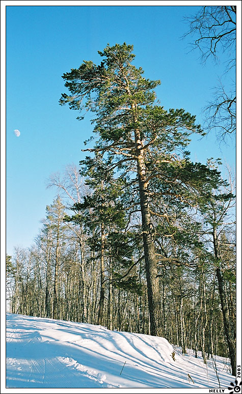 Луна и сосна