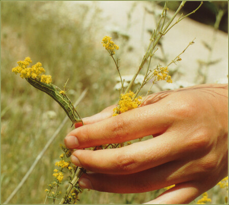 Нежные создания...