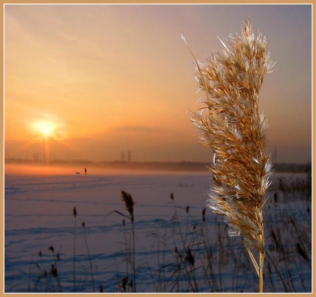 Предзакатная метёлочка