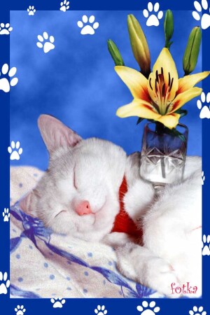 В женский день сильная половина всегда на посту!