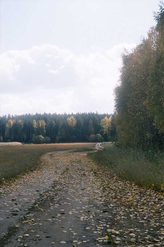 Осенняя дорога