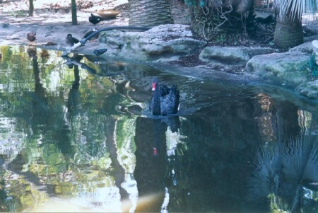 Gadkii Ytenok