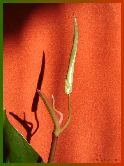 Philodendron