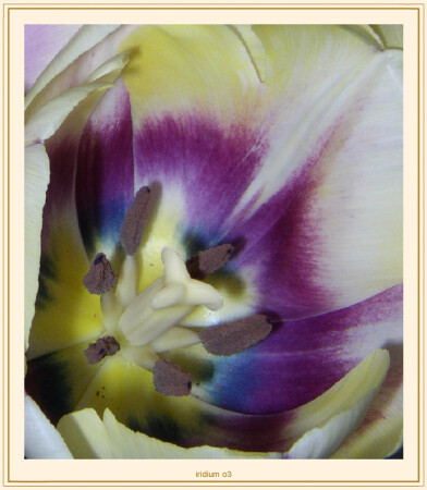 *** Flo-M ***