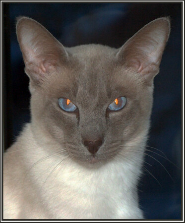 -= КОТ =-