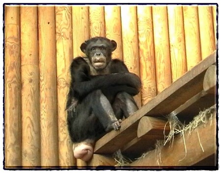 УЛЫБКА ПРОВАЛИЛАСЬ