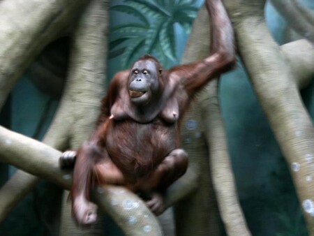 Когда нет клюшки - спасает ловушка