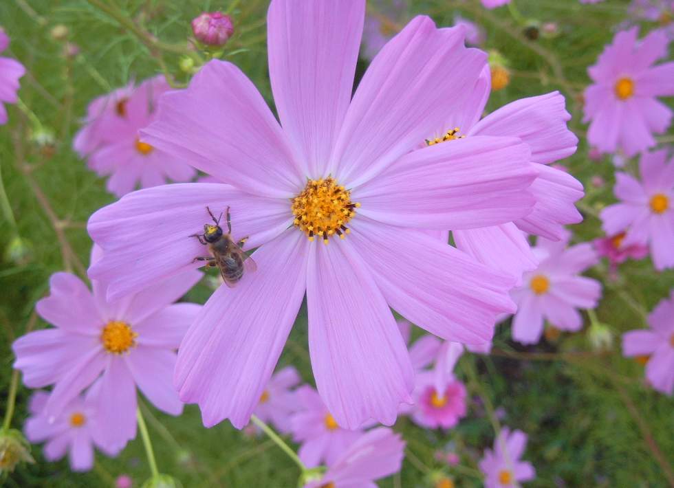 Bee