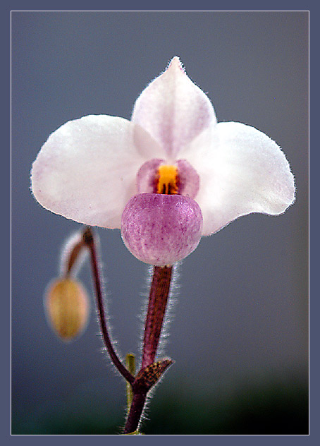 White orchid for white day