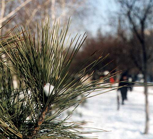 голки