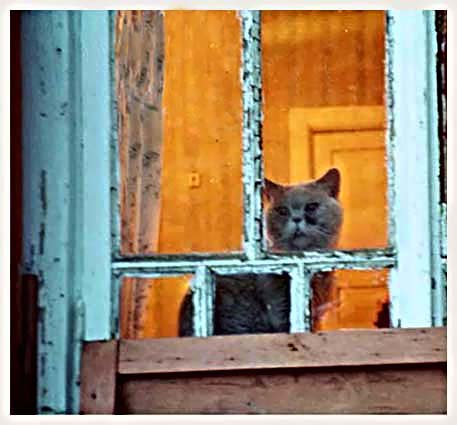 Глядя в неуютную ночь...