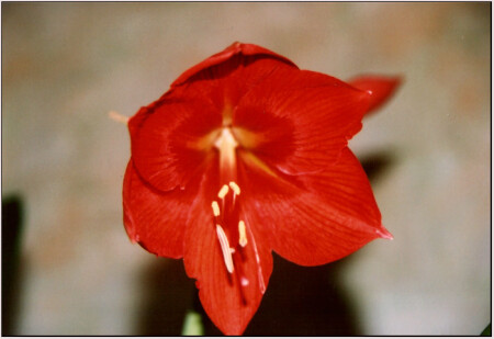 И дома растут цветы :-)