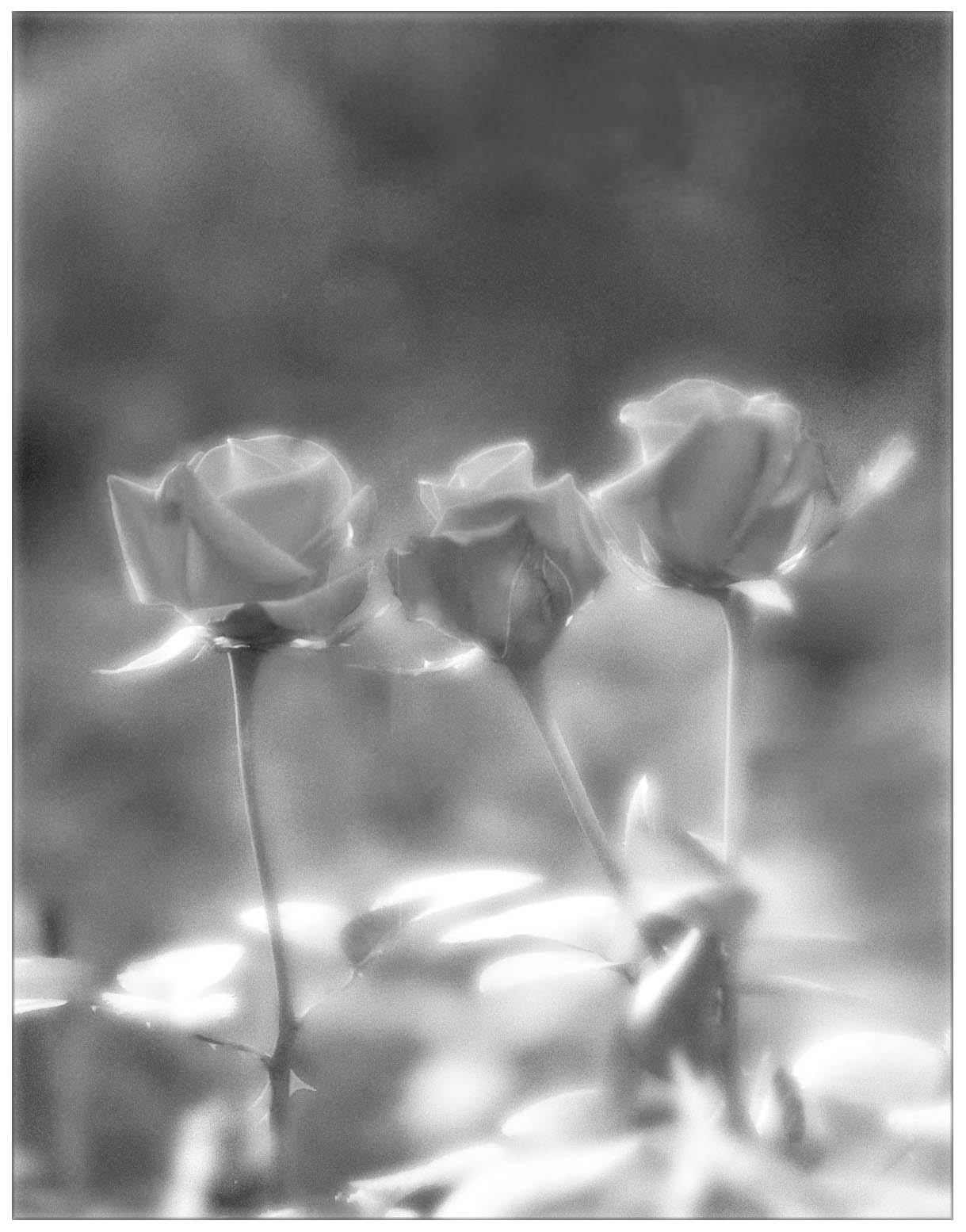 roses