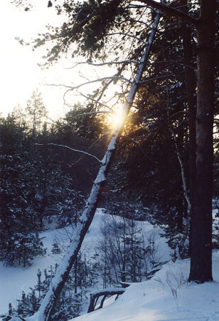зима в Брянском лесу