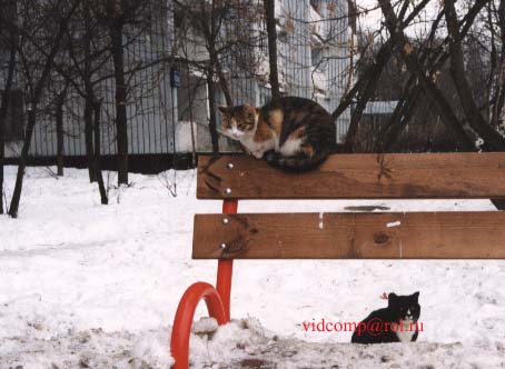 Дорогая, а ведь скоро весна