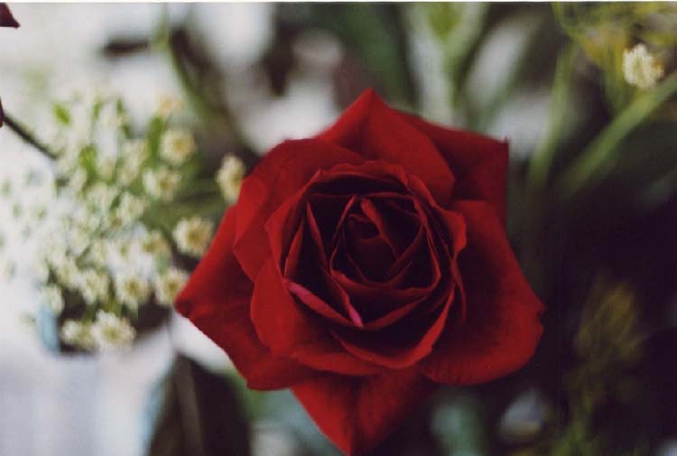 krasnaja rosa