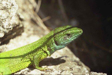 Молдавский дракон