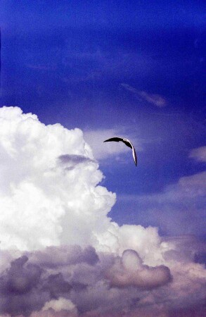 ЗЕМНОЕ ПРИТЯЖЕНИЕ