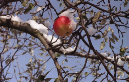 Джонатан в снегу