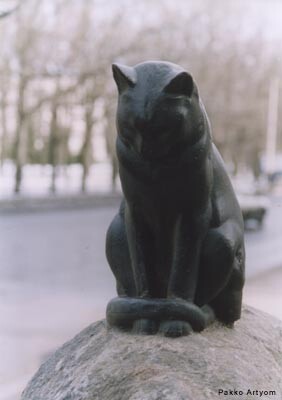 Black cat