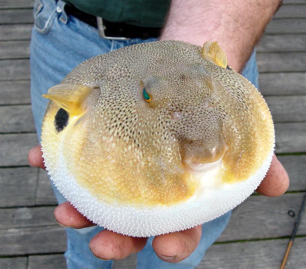 Blowfish