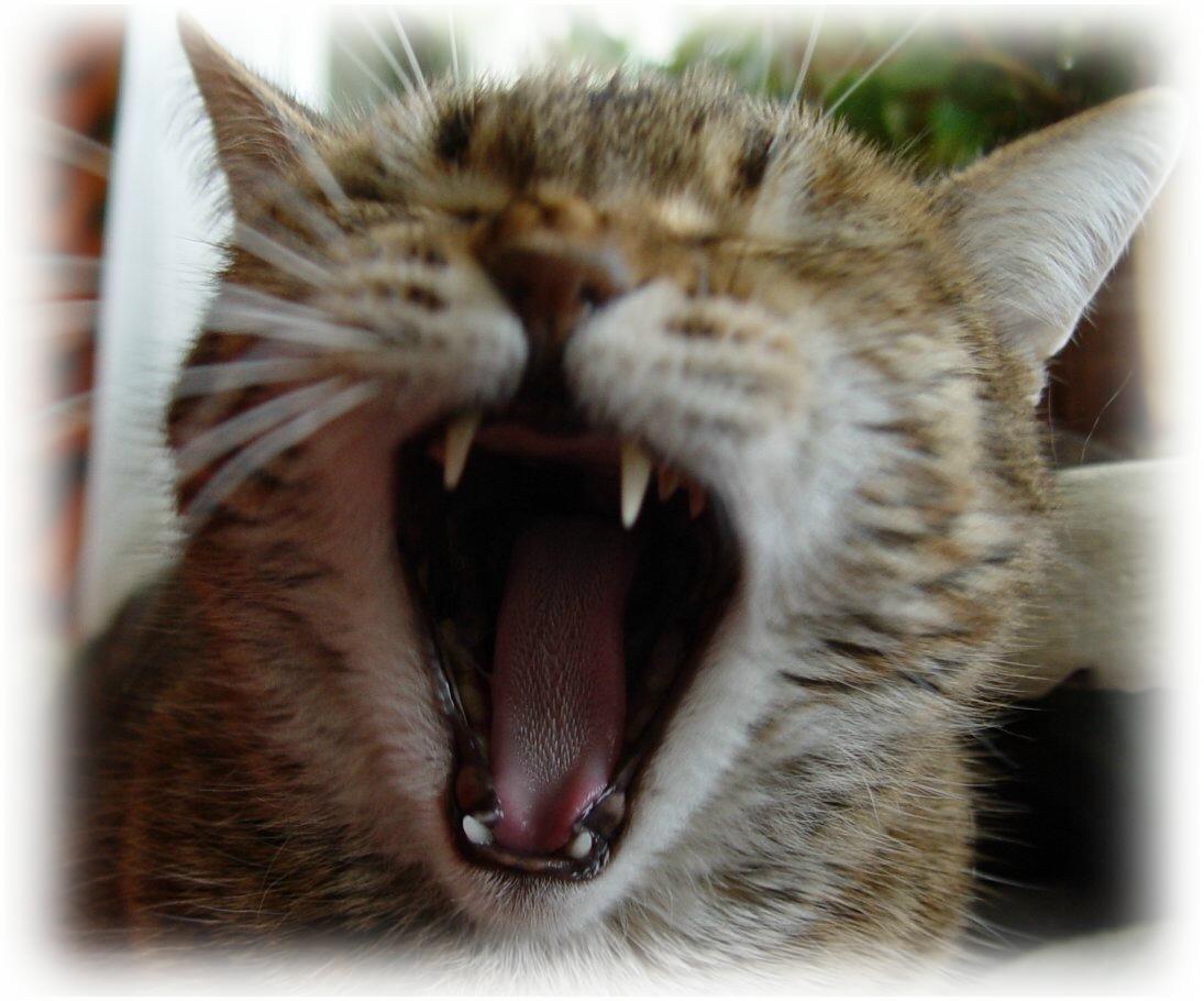 Жр-р-р-рать хочу !!!