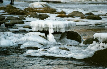 Griby rastut i zimoi :)