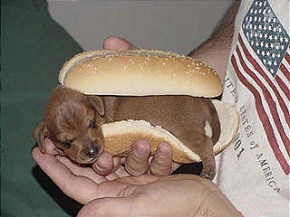 -Hotdog-