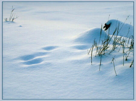Зимы пушистой покрывало