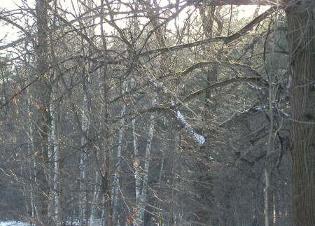 паутинка солнечных лучей